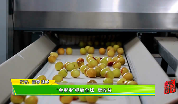 【 Da Li Dong Jujube Crisp and Sweet, I knew earlier 】 "Golden Eggs" sell well worldwide and increase